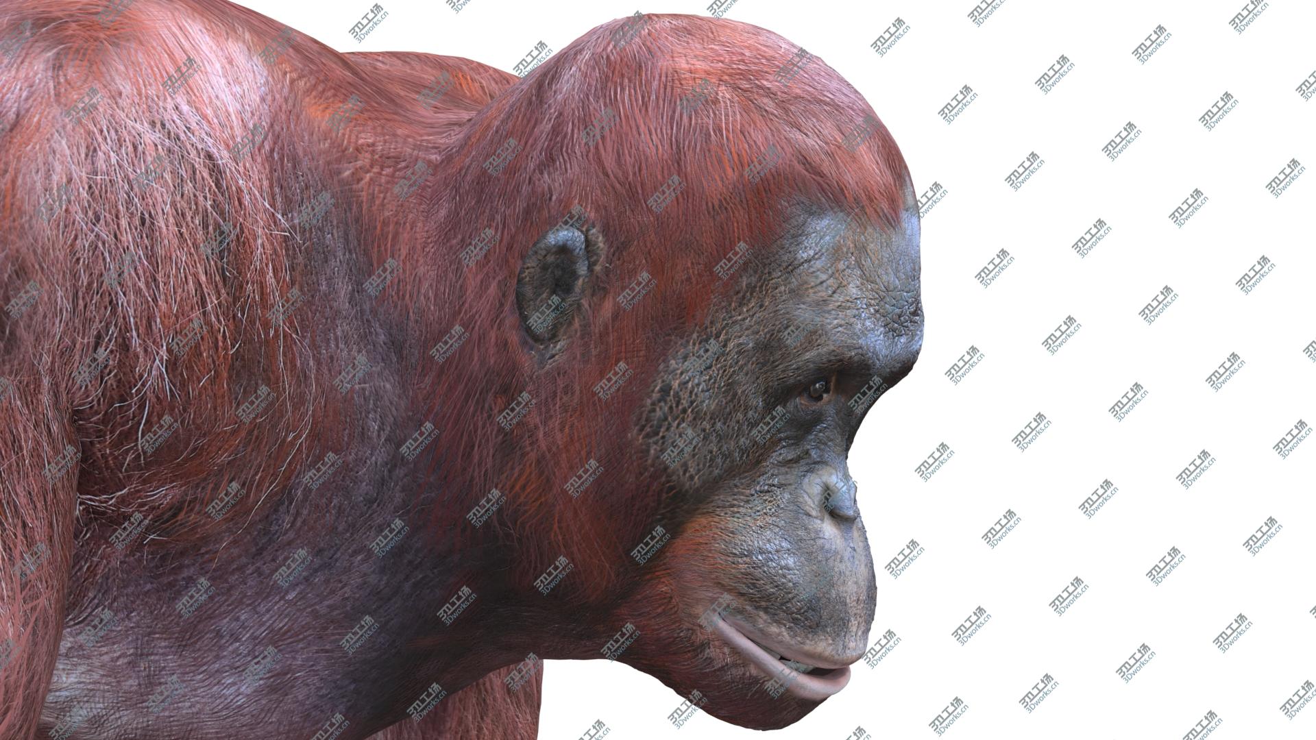 images/goods_img/202104091/Orangutan Female 3D model/5.jpg